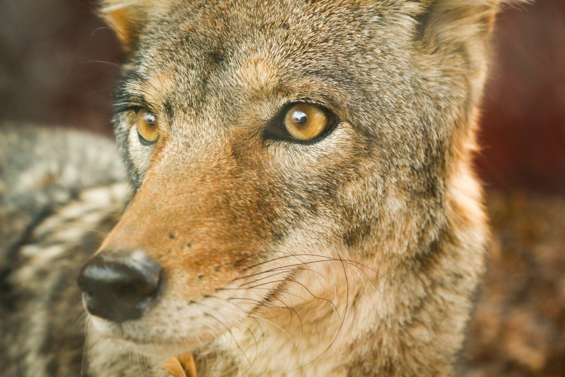 Do You Know What to do if You Encounter a Coyote?